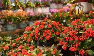 智慧场馆行业市场深度分析2024(图2)